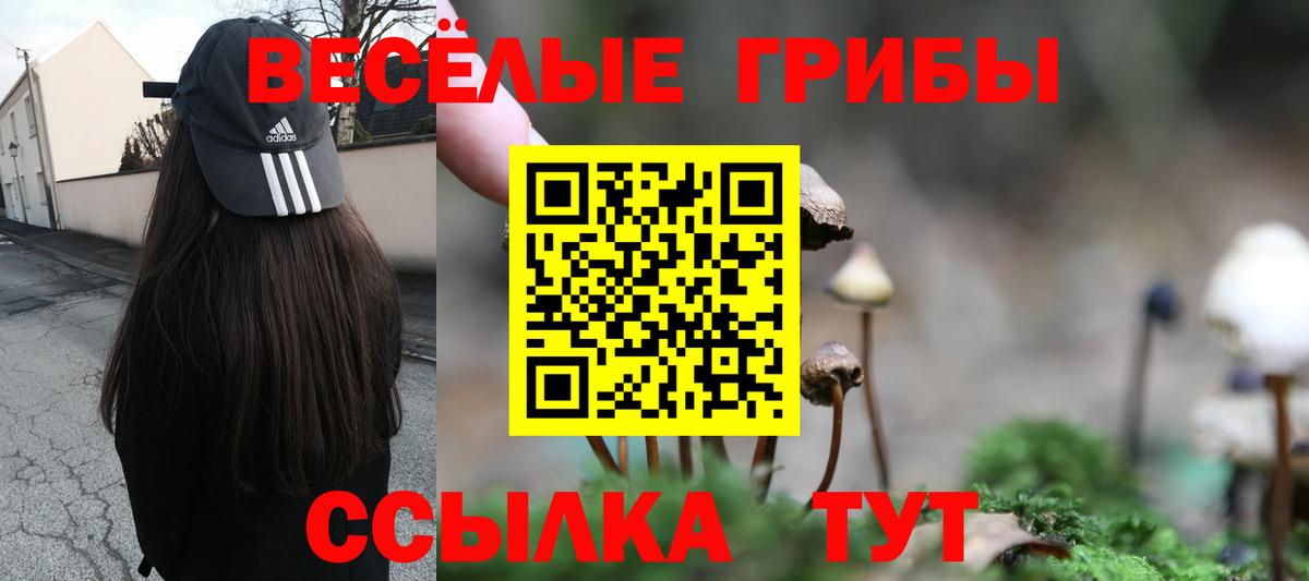 Галлюциногенные грибы Psilocybe Карасук